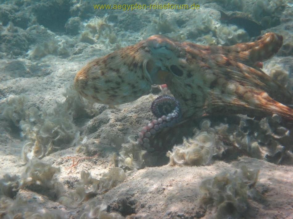 Makadi Bay 2007