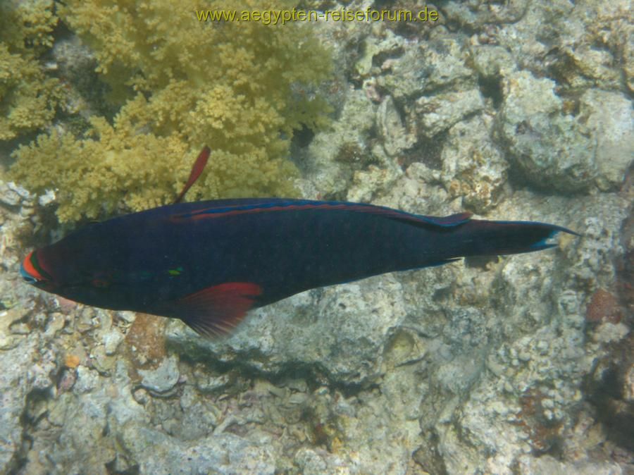Makadi Bay 2007