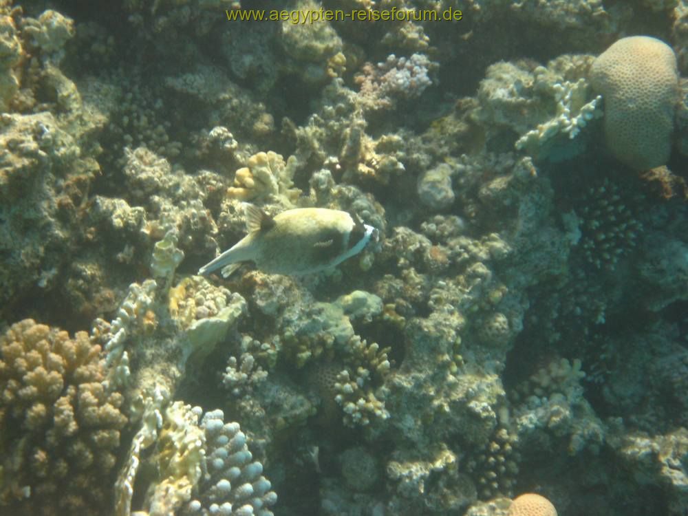 Makadi Bay 2007
