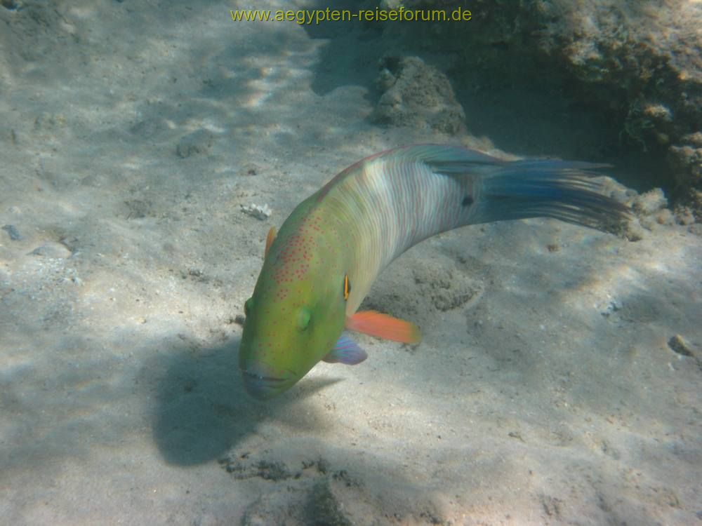 Makadi Bay 2007