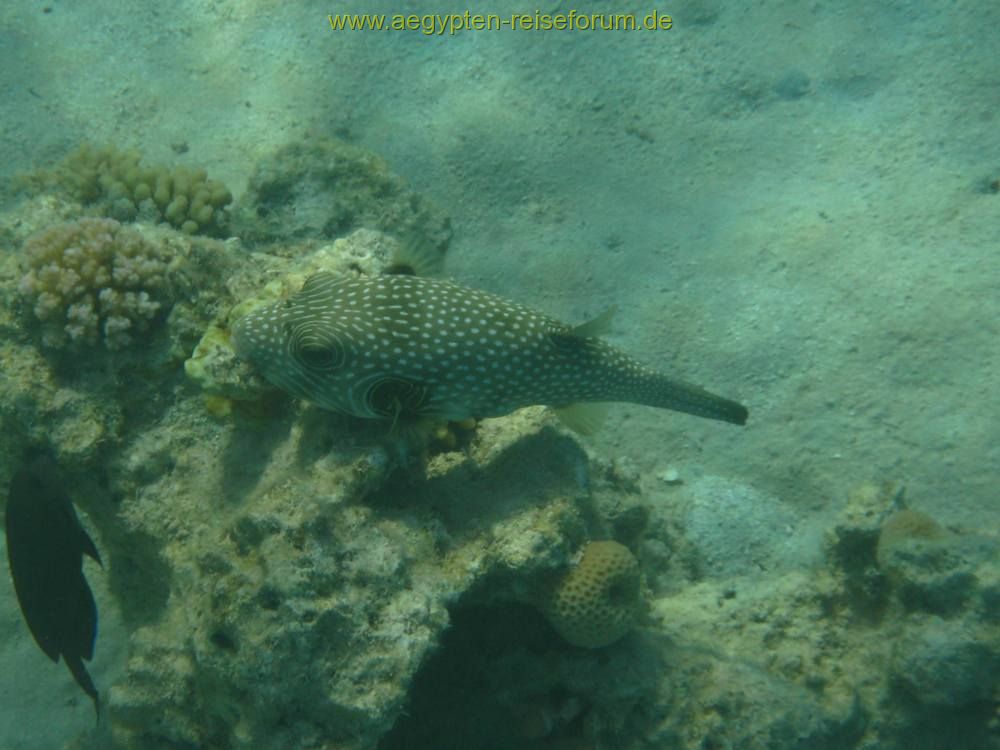 Makadi Bay 2007