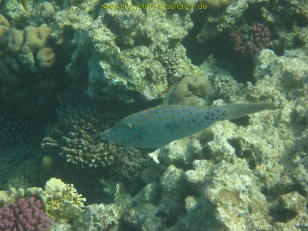 Makadi Bay 2007