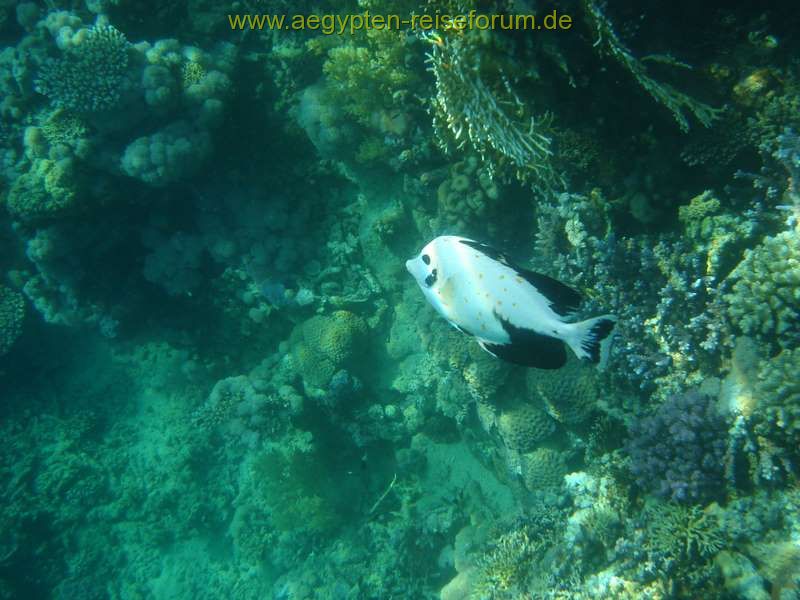 Mutation des Indischen Segelflossendoktors