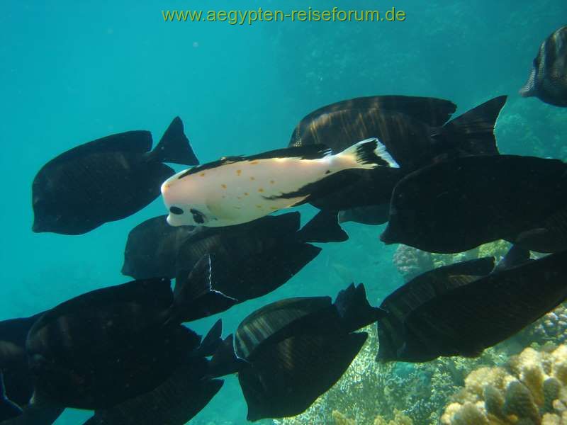Mutation eines Indischen Segelflossendoktors