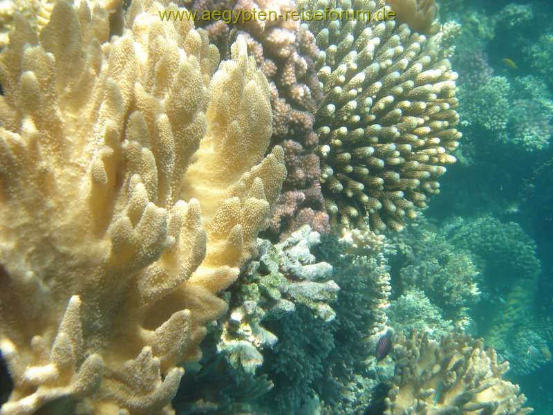 Schnorcheltraum Lahami Bay