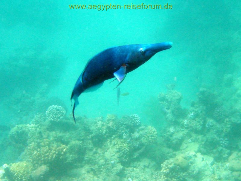 Schnorcheltraum Lahami-Bay