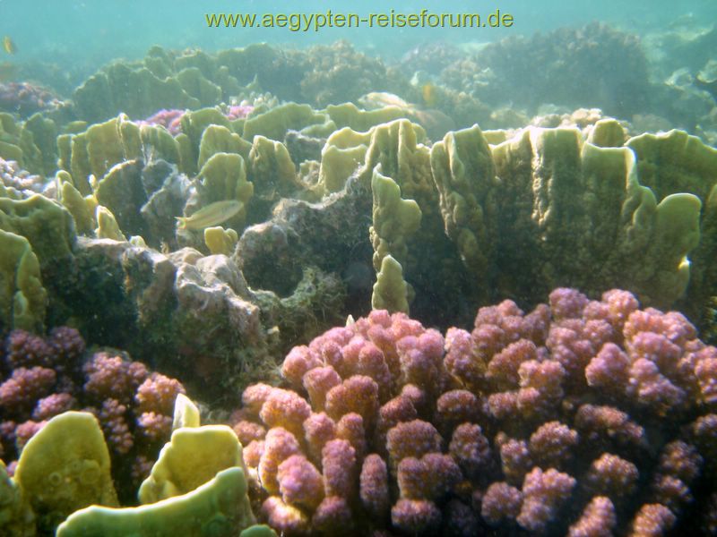 Schnorcheltraum Lahami Bay