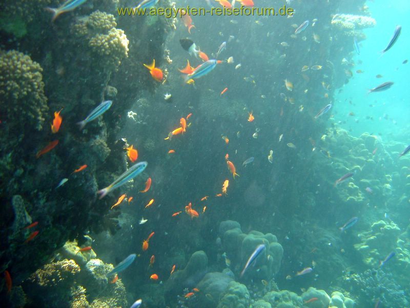 Schnorcheltraum Lahami Bay