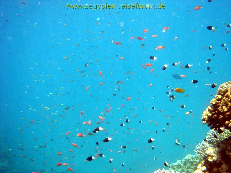Schnorcheltraum Lahami Bay