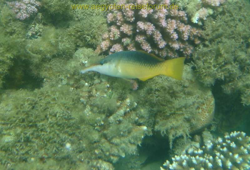 Schnorcheltraum Lahami-Bay