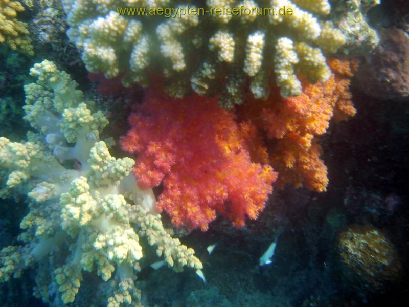 Schnorcheltraum Lahami Bay