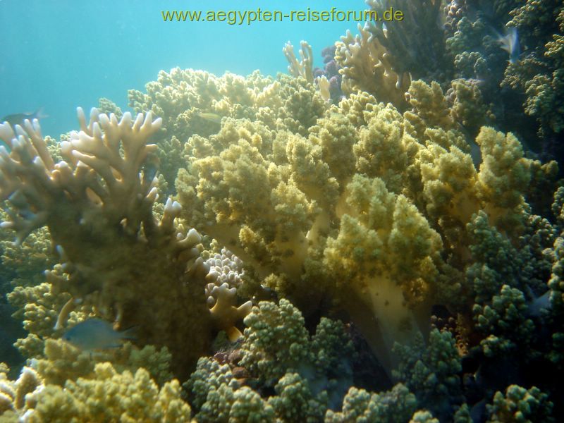 Schnorcheltraum Lahami Bay