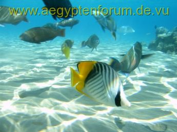 verschiedene Fische