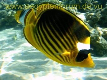 Tabakfalterfische