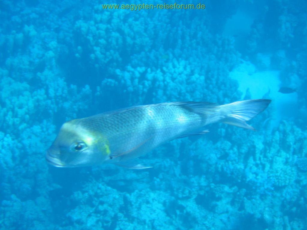 Unbekannter Fisch