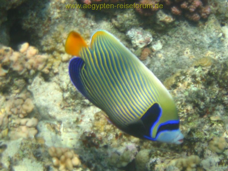 Imperatorkaiserfisch