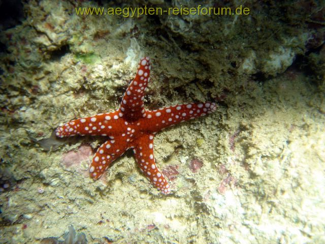 Schnorcheltraum Lahami Bay