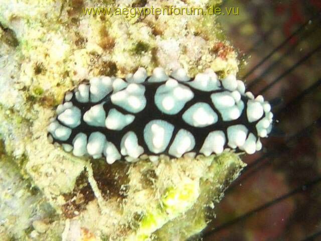 Nacktschnecke