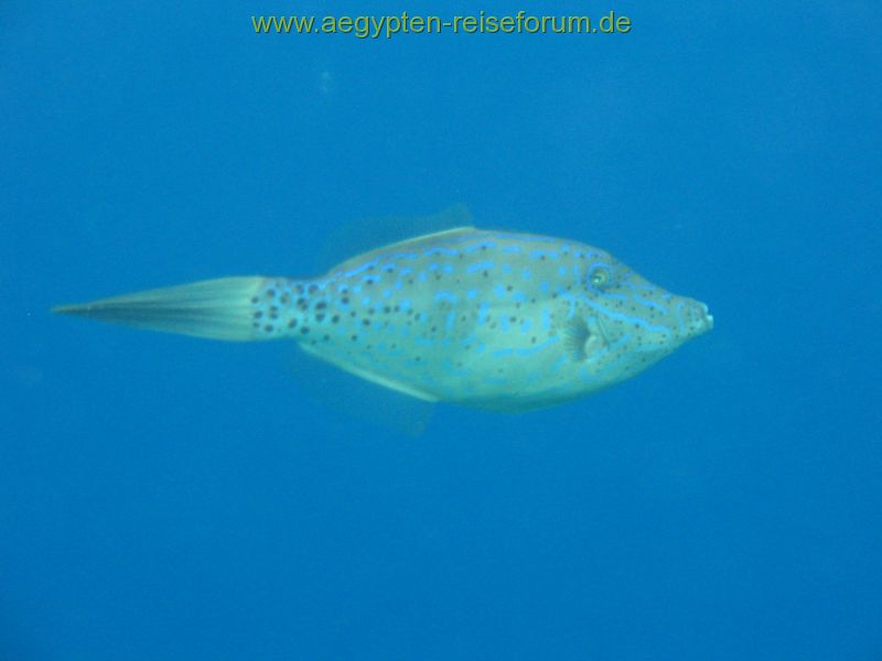 Schrift Feilenfisch