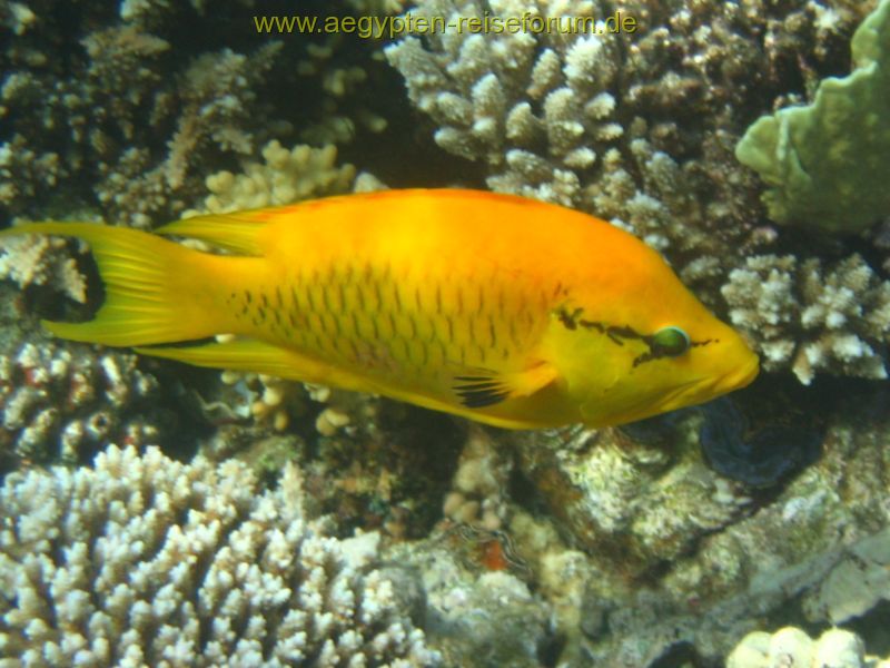 Stülpmaul-Lippfisch