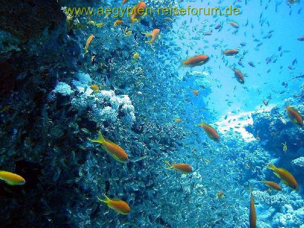 Fischsuppe in Mashraba, Dahab