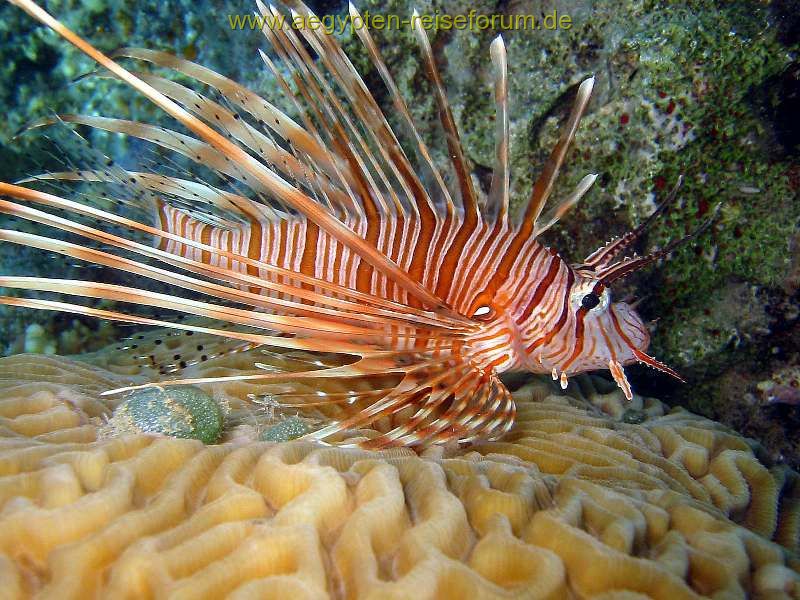 Rotfeuerfisch