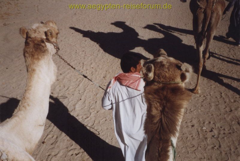 Deine Spuren im Sand...