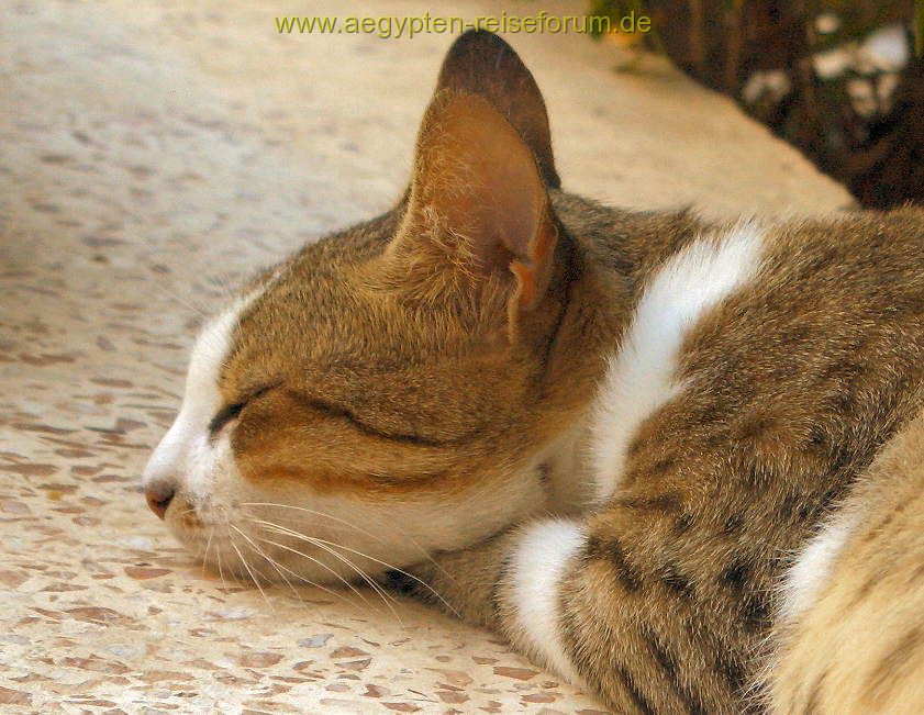 El Gezira Garden Hauskatze