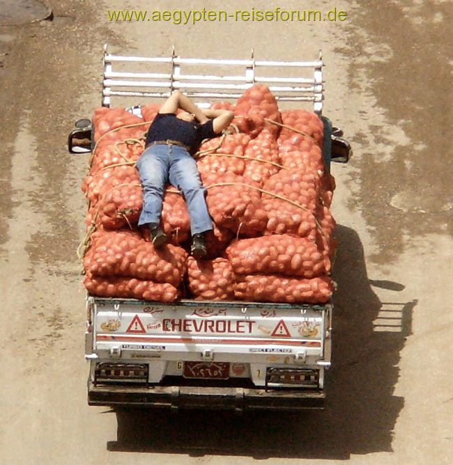 Rasendes Kartoffel-Bett