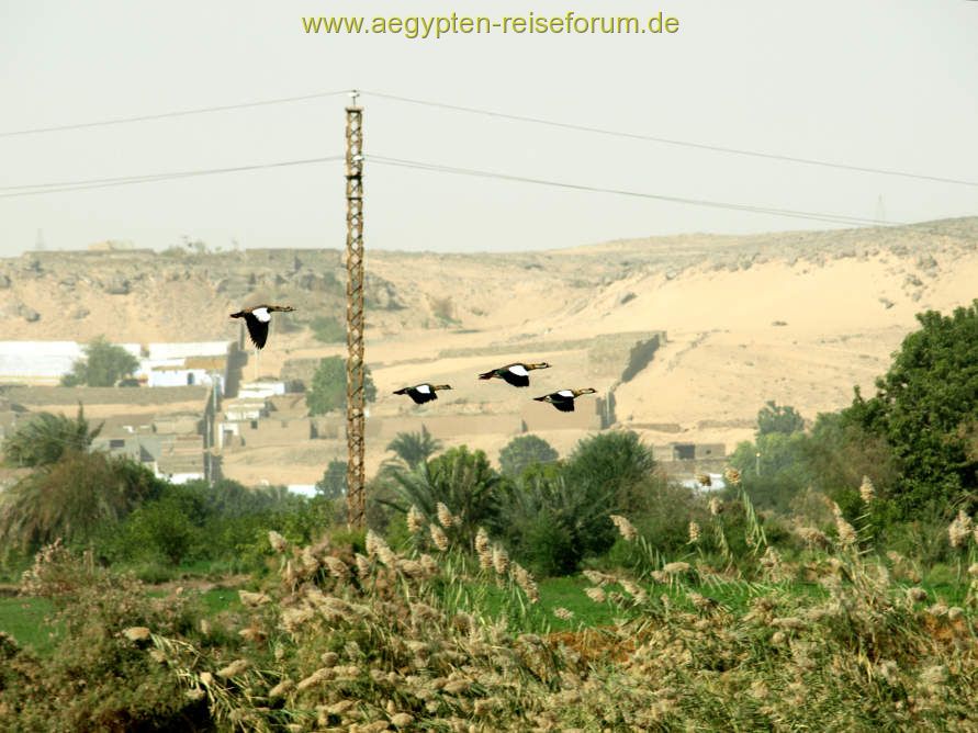 Entengeschwader am Strom