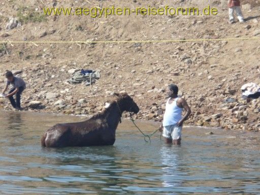 Roß und Reiter bei der Waschung