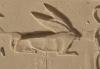 Hase