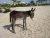 Flamenco Beach Resort