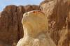 Horus_Deir_el_Bahari