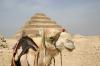 Camel "Model" in Sakkara Camel "Model" in Sakkara