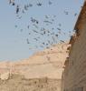 Tempel der Tauben ......... Medinet Habu :-) Tempel der Tauben ......... Medinet Habu :-)
