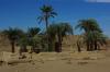 Bäume wachsen aus dem heiligen See in Dendera Bäume wachsen aus dem heiligen See in Dendera