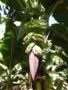 Minibananen mit Blüte Minibananen mit Blüte