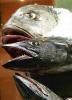 Fische in Egypt Fische in Egypt