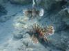 Rotfeuerfische im Flachwasser