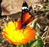 schmetterling in Cairo