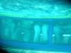 Wasseratten hinter Glas