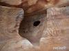 Petra / Jordanien