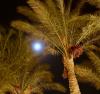 Palme im Mondschein