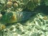 Besenschwanz Lippfisch