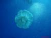 Qualle im roten Meer