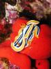 Chromodoris Quadricolor