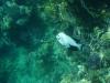 Mutation des Indischen Segelflossendoktors