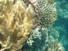 Schnorcheltraum Lahami Bay Schnorcheltraum Lahami Bay