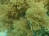 Schnorcheltraum Lahami-Bay Schnorcheltraum Lahami-Bay